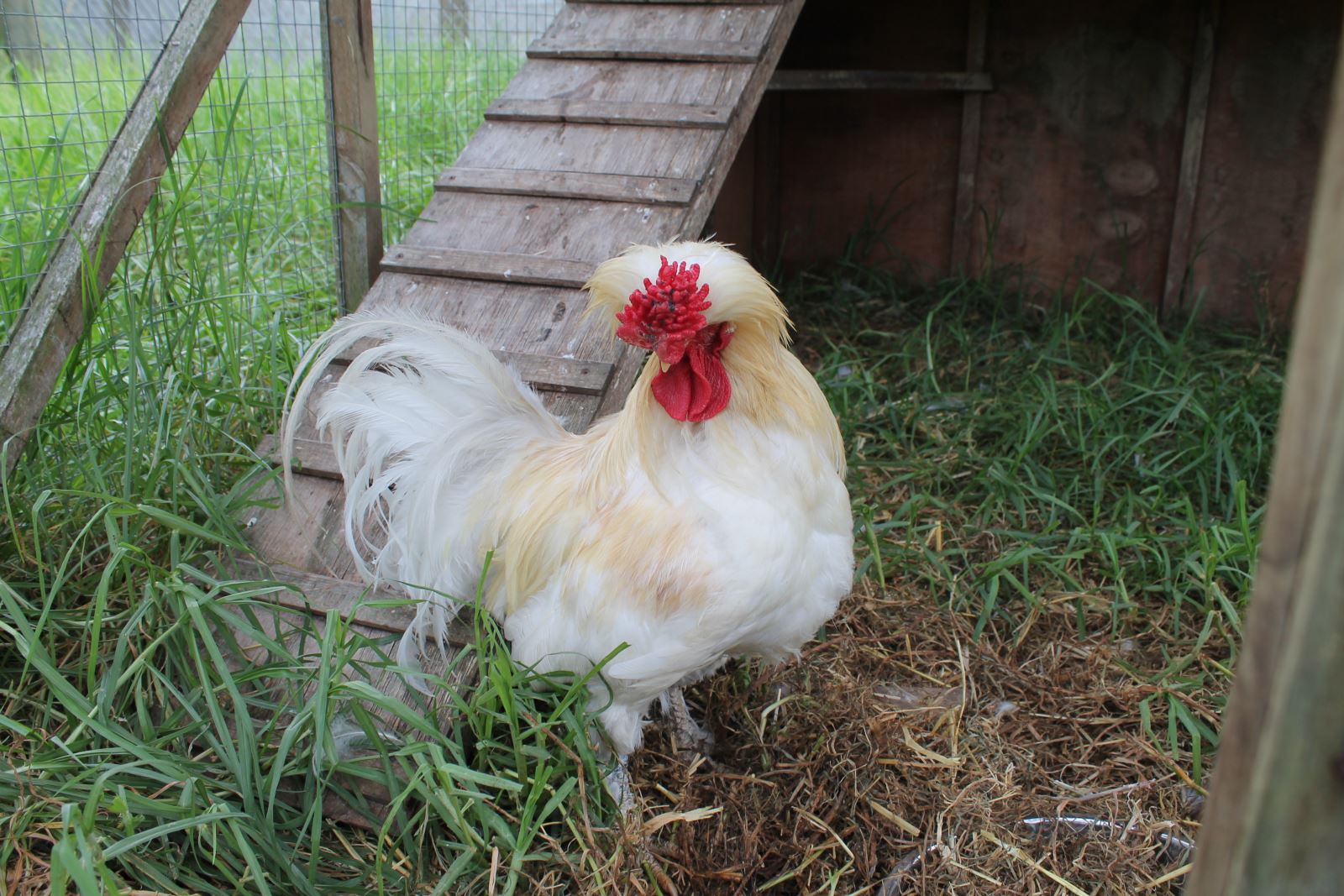 Health Animal Care for Chickens SPCA Kids Education